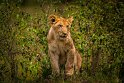 111 Masai Mara, leeuw